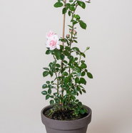 Kletterrose New Dawn - Rosa New Dawn gnstig kaufen