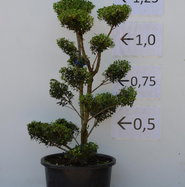bonsai baum orange 10 seeds| Orange Tree Bonsai Seeds – Delicious Fruit, Easy to Grow, Pe –  PEMDASGARDEN main image 0