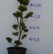 bambus-discount gutschein Wertgutschein 🎁 – Bamboo Tea Room main image 0