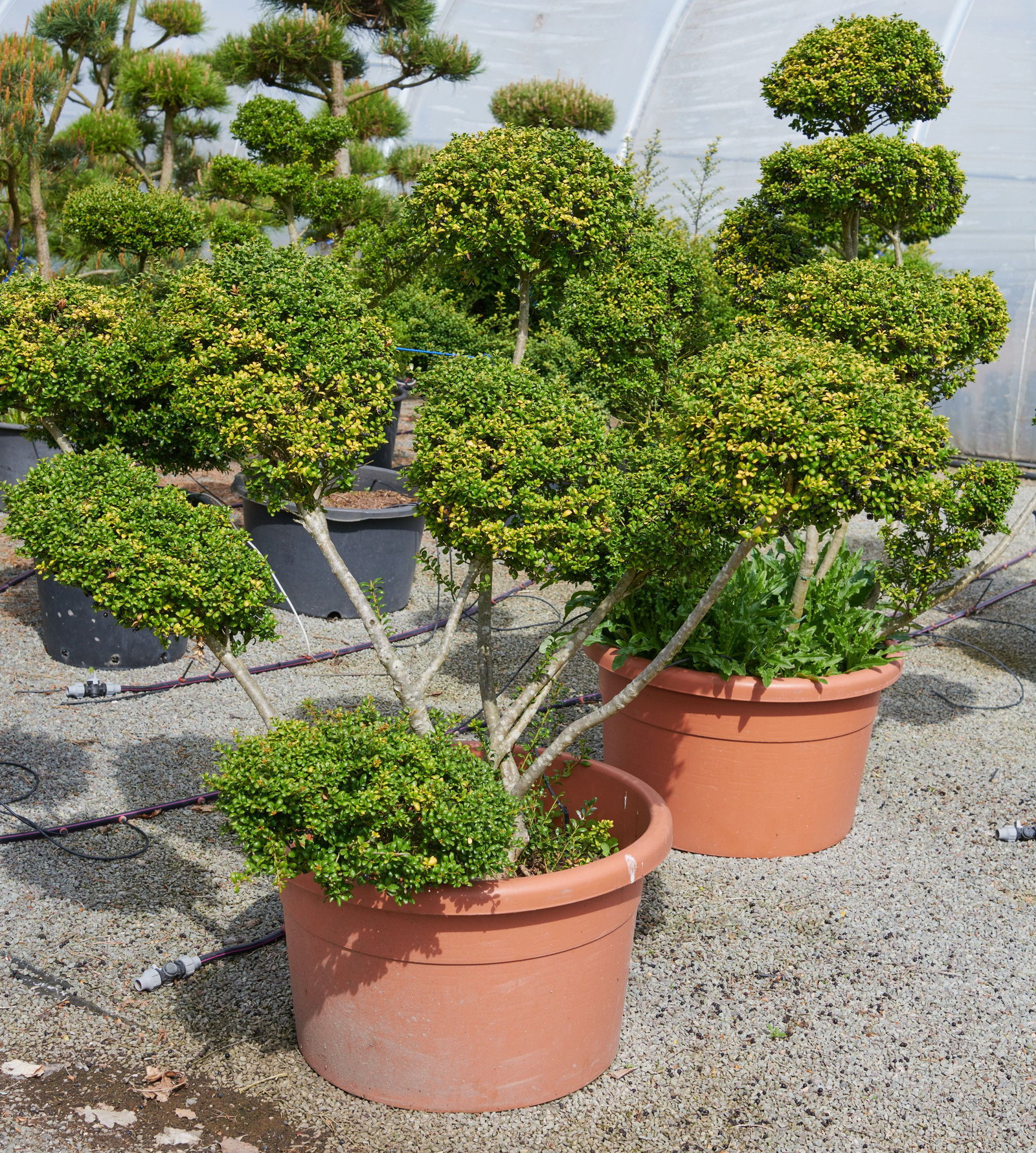Lffel Ilex Convexa Bonsai - Ilex crenata Convexa Bonsai gnstig kaufen