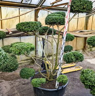 Lffel Ilex Convexa Bonsai - Ilex crenata Convexa Bonsai gnstig kaufen