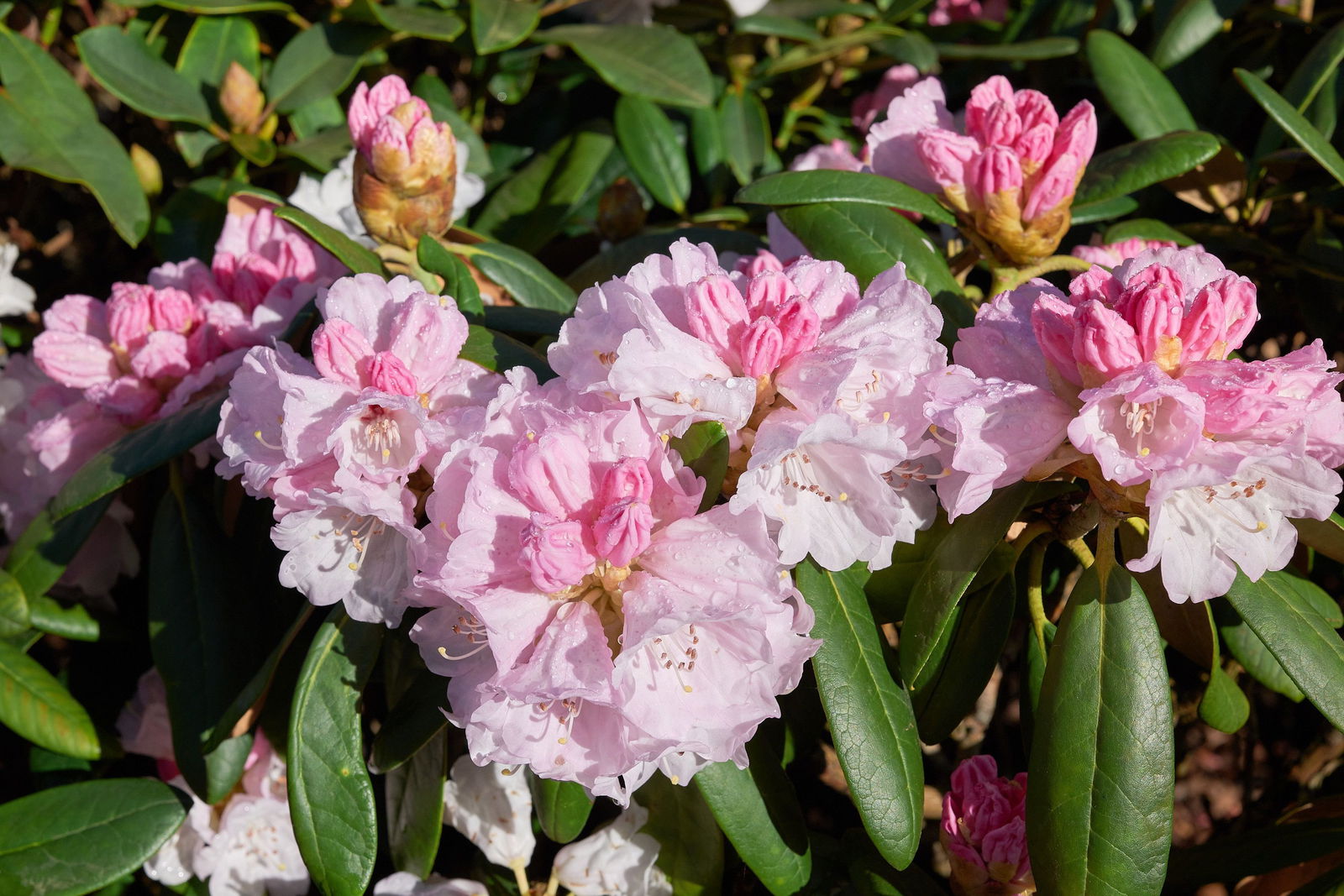 Rhododendron 'Rexima' 30-40 Cm - Winterharter Immergrüner Zierstrauch Für Garten & Kübel