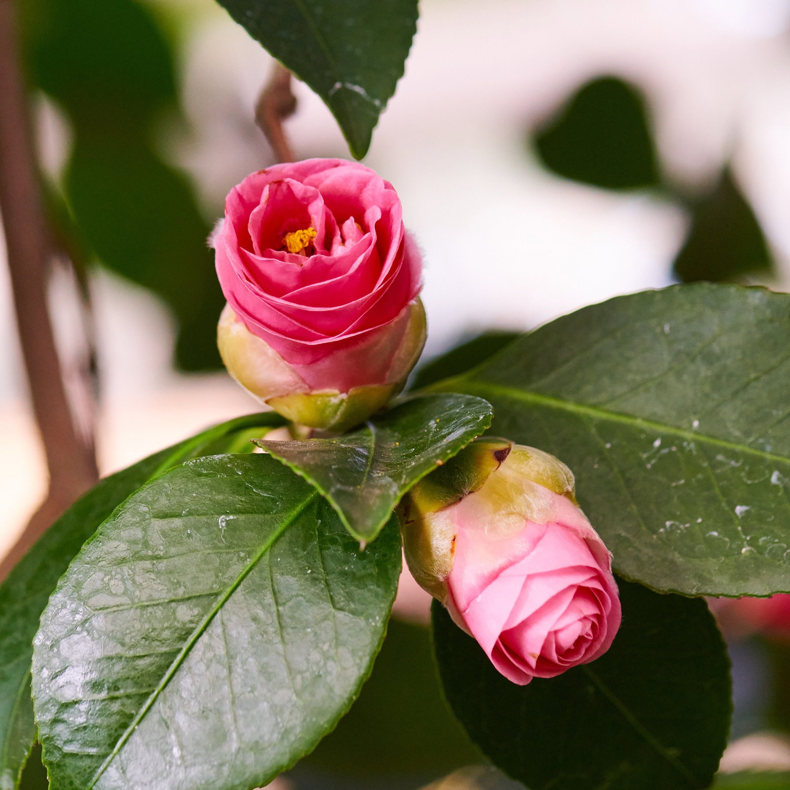 Lot De 2 Camélias Japonica 'Lady Campbell' Rouge – Rose Du Japon Rustique, Pot 19 Cm, 60-70 Cm