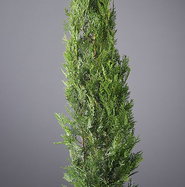 porzellanblume zimmerpflanze Hoya vangviengiensis main image 1