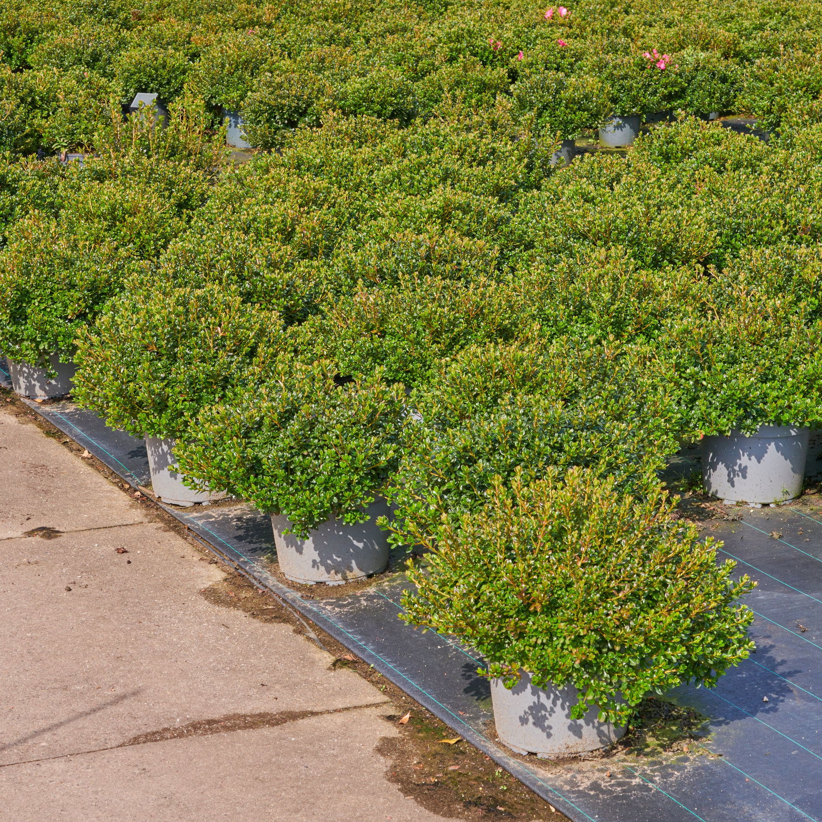 thuja lm 6 Thuja Hedging 6-6.5ft (180-200cm) Rootballed main image 0