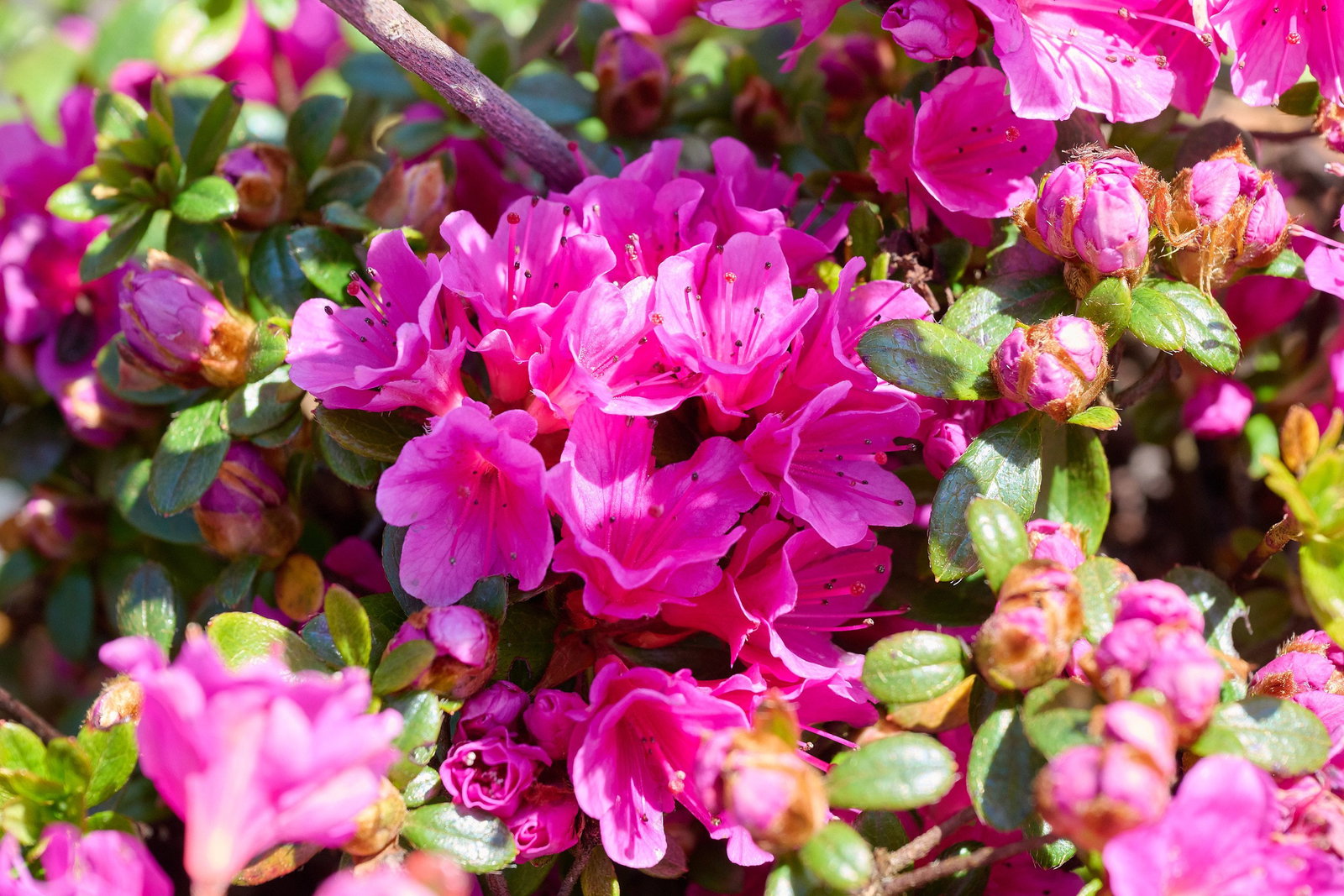 Azalea japonica: Coltivazione e Cura