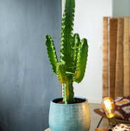 Arizona Kaktus - Euphorbia ingens gnstig kaufen