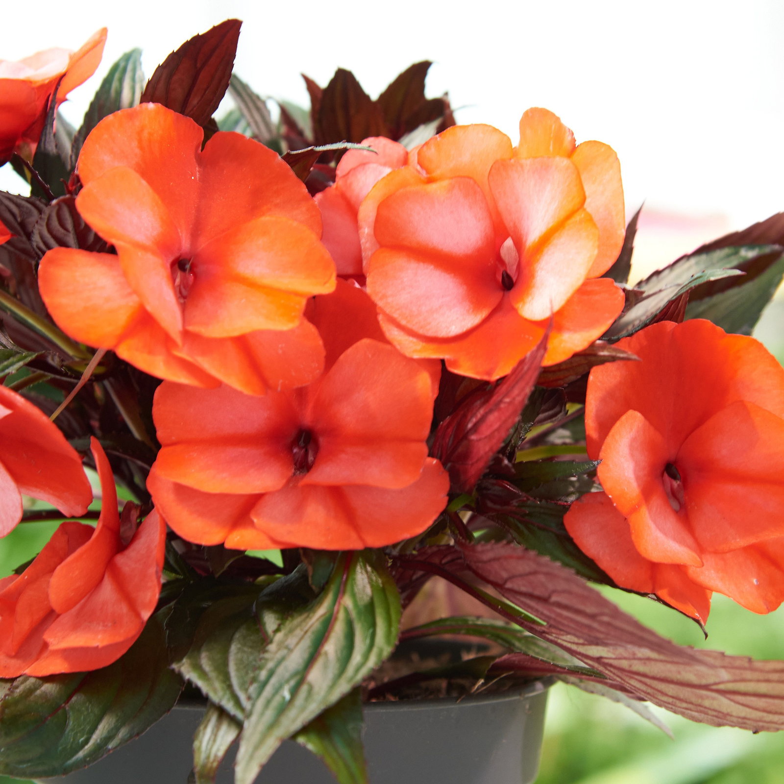 Edellieschen - Impatiens neuguinea gnstig kaufen
