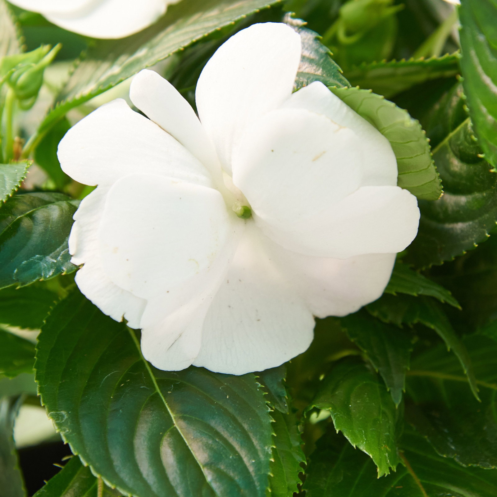 Edellieschen - Impatiens neuguinea gnstig kaufen