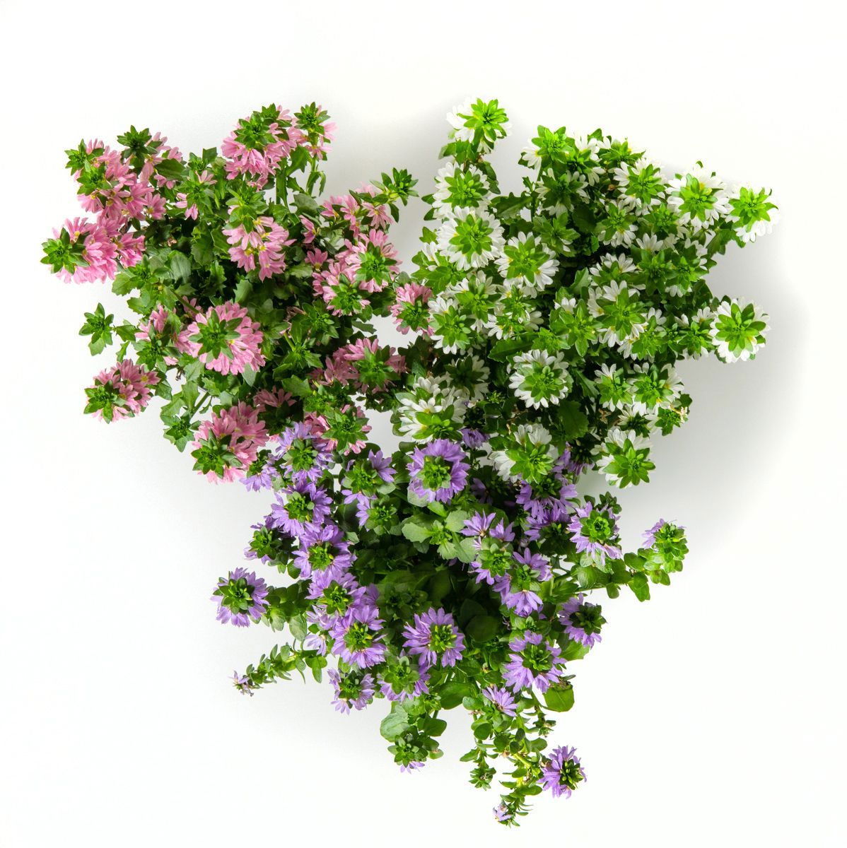 Fächerblume Scaevola aemula günstig kaufen