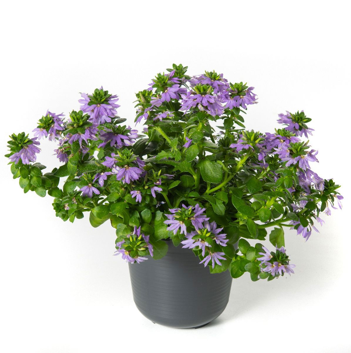 Fächerblume Scaevola aemula günstig kaufen
