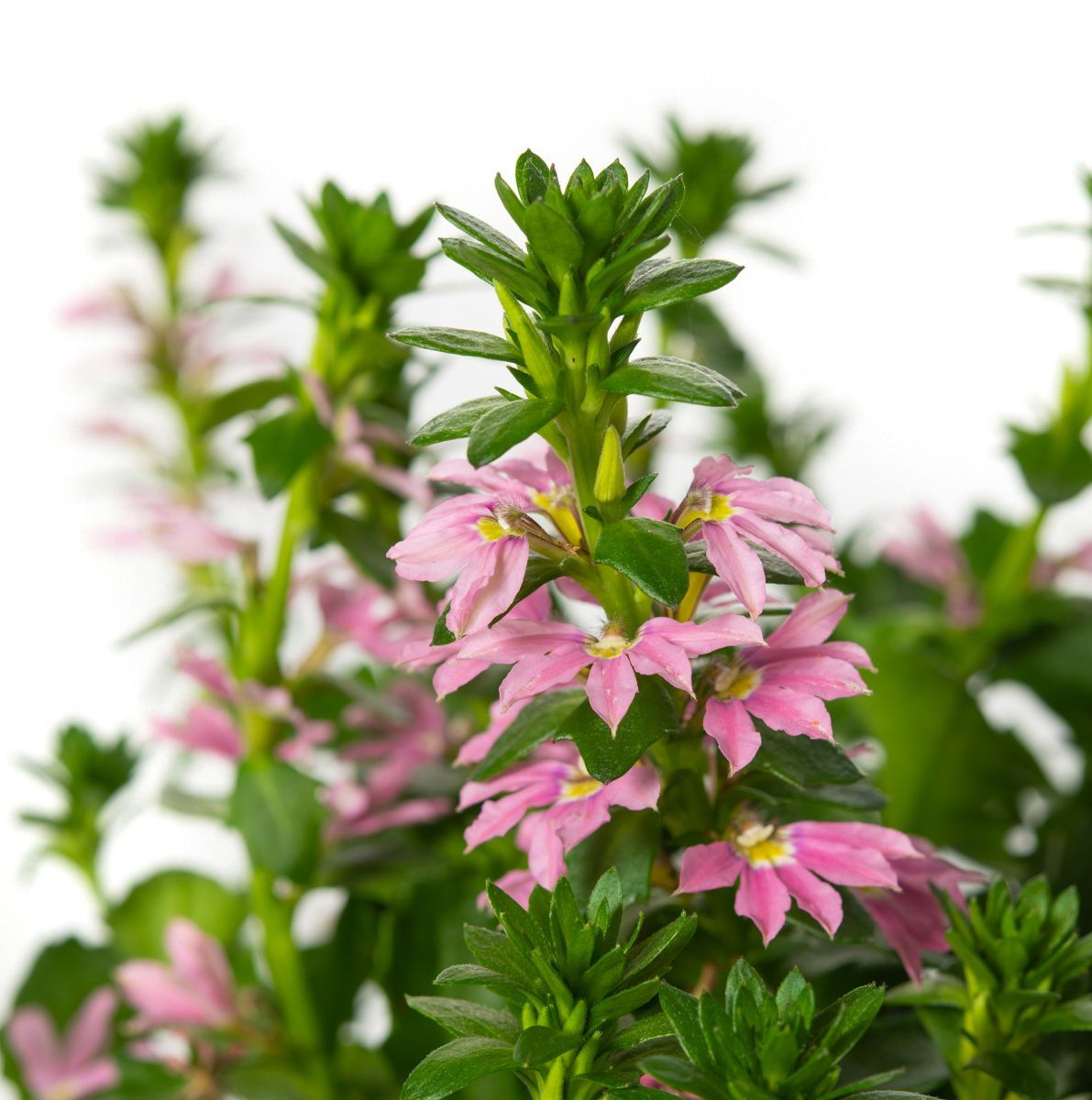 Fächerblume Scaevola aemula günstig kaufen