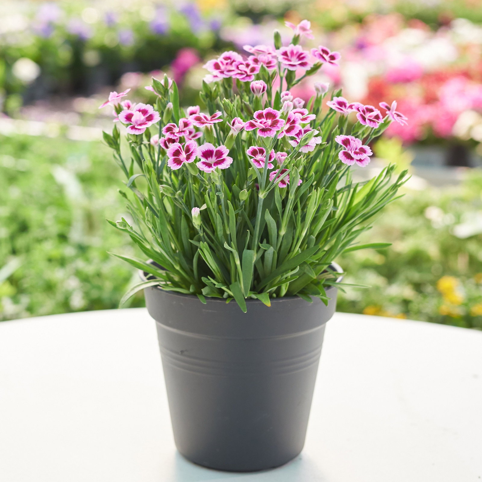 Nelke Pink Kisses - Dianthus caryophyllus Pink Kisses gnstig kaufen