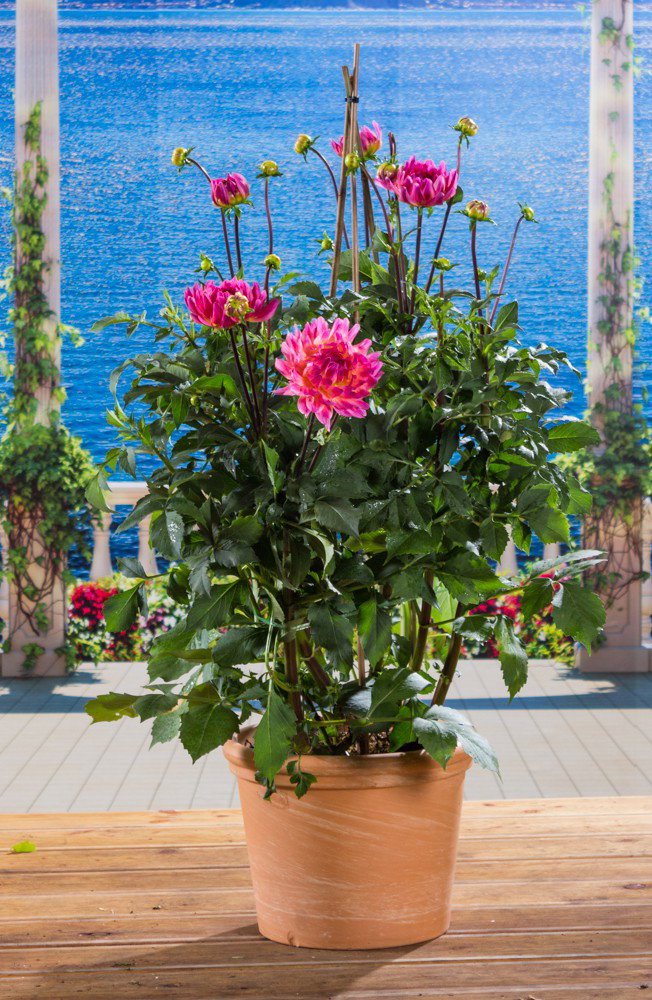 Dahlie Buga München - Dahlia Buga München günstig kaufen