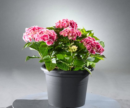 Hortensie Bicolor - Hydrangea macrophylla Bicolor günstig kaufen