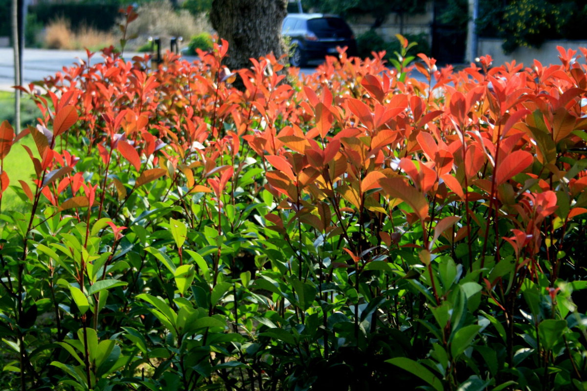 Photinia fraseri Dicker Toni - Glanzmispel Dicker Toni | jetzt gnstig  online kaufen!