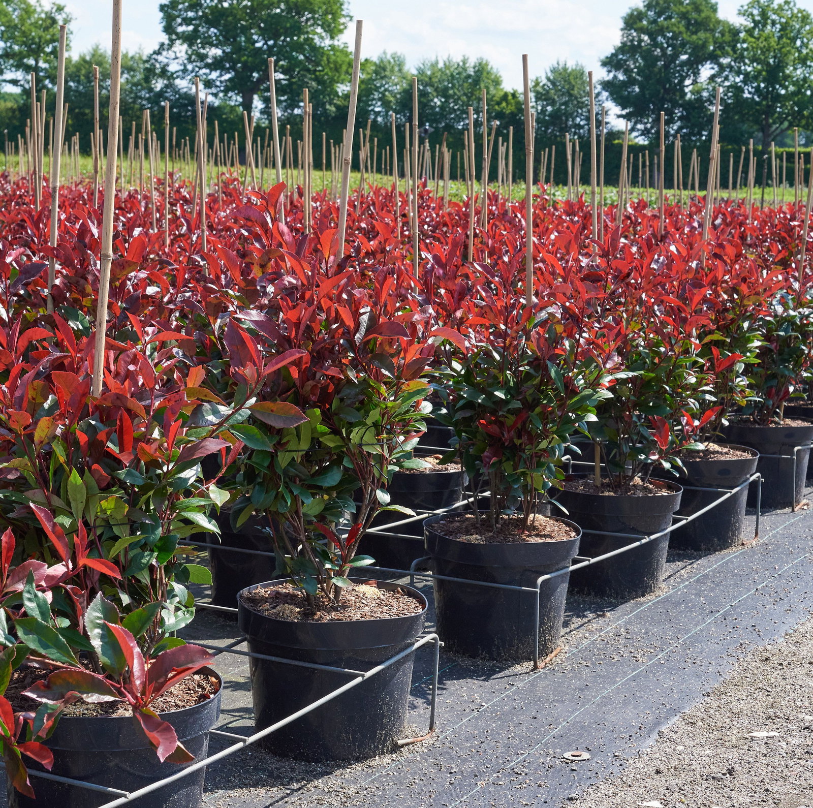 Photinia fraseri Dicker Toni - Glanzmispel Dicker Toni | jetzt gnstig  online kaufen!