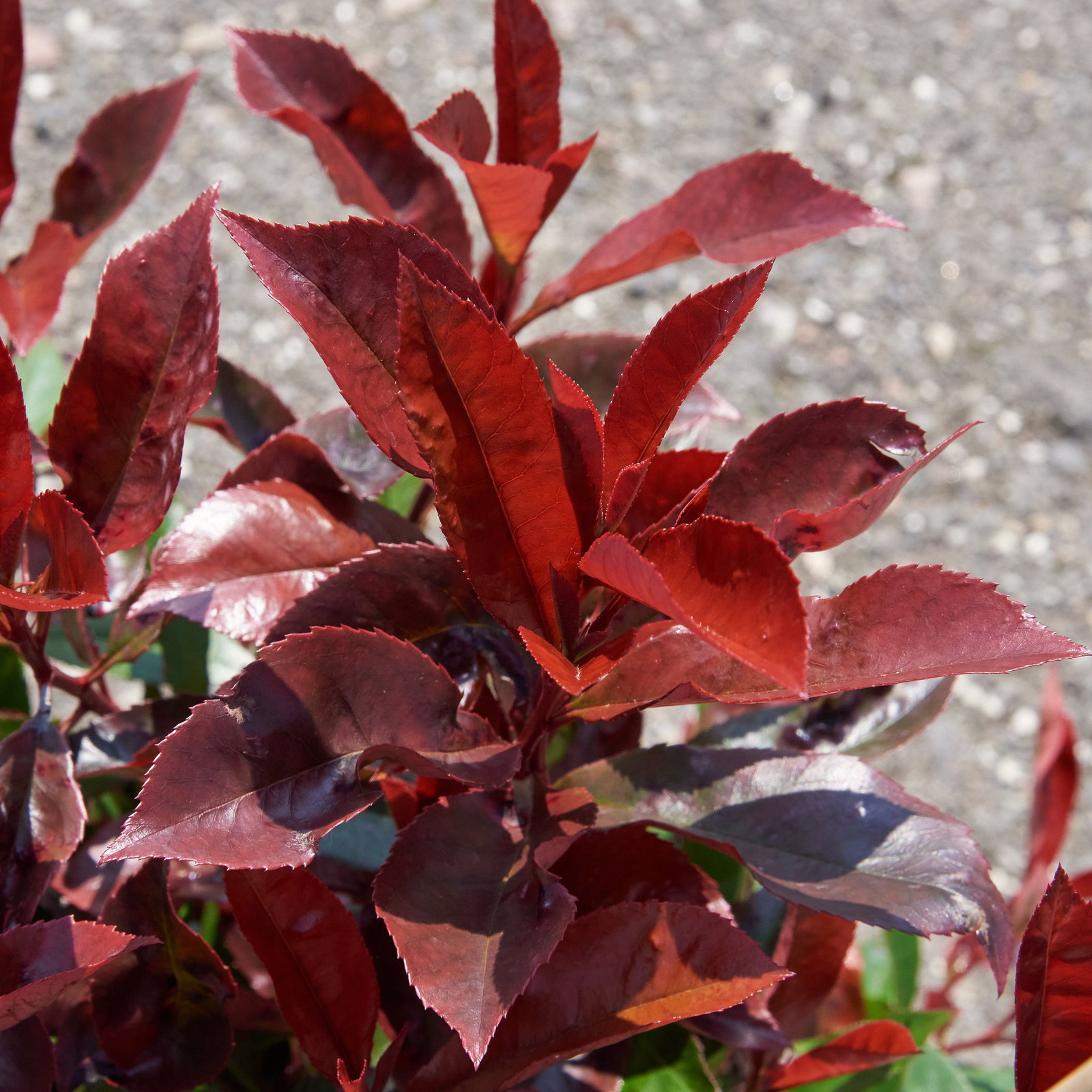 gummibaum draußen überwintern Gummibaum 'Robusta' XXL-Größe kaufen