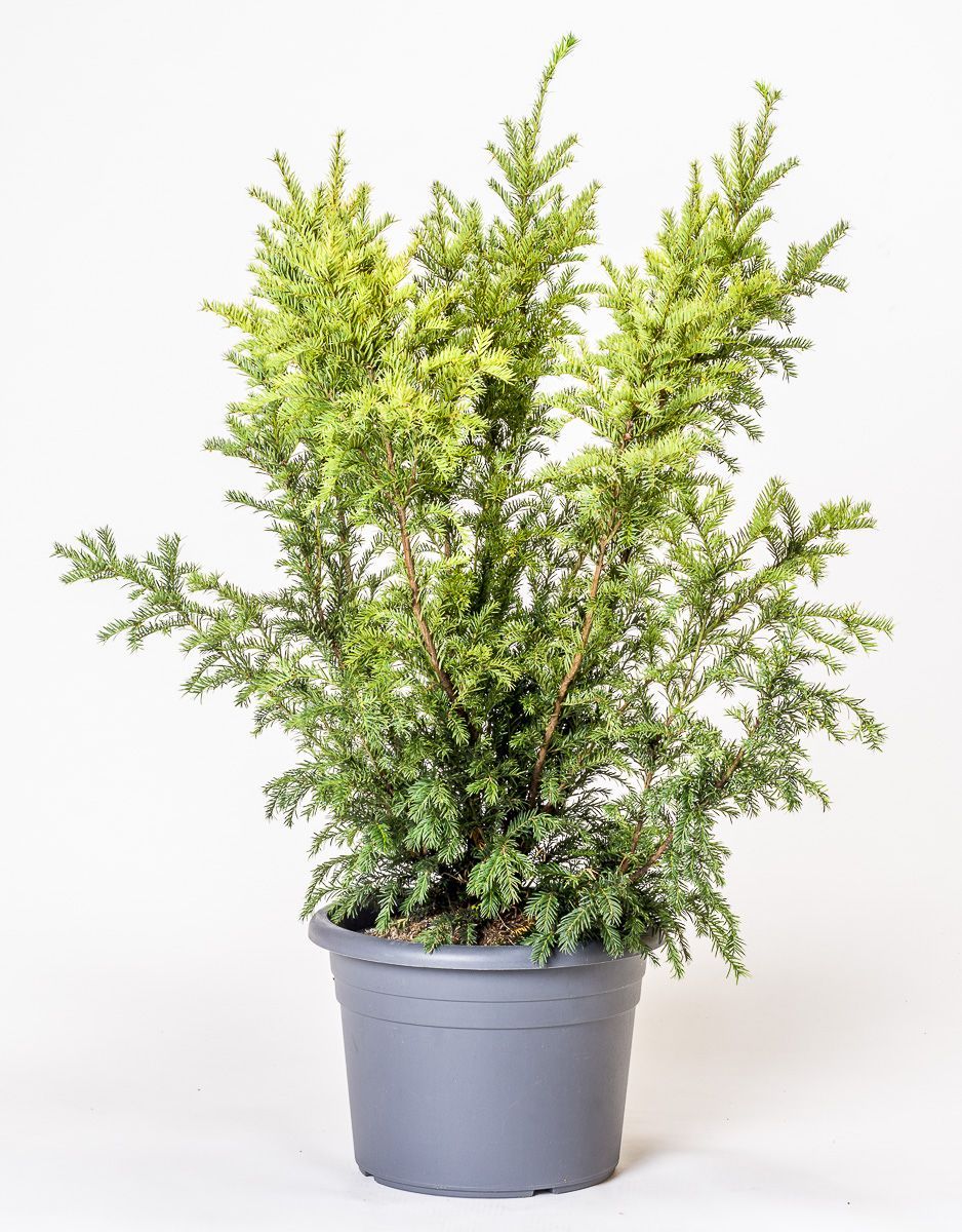 Eibe Groenland - Taxus baccata Groenland gnstig kaufen