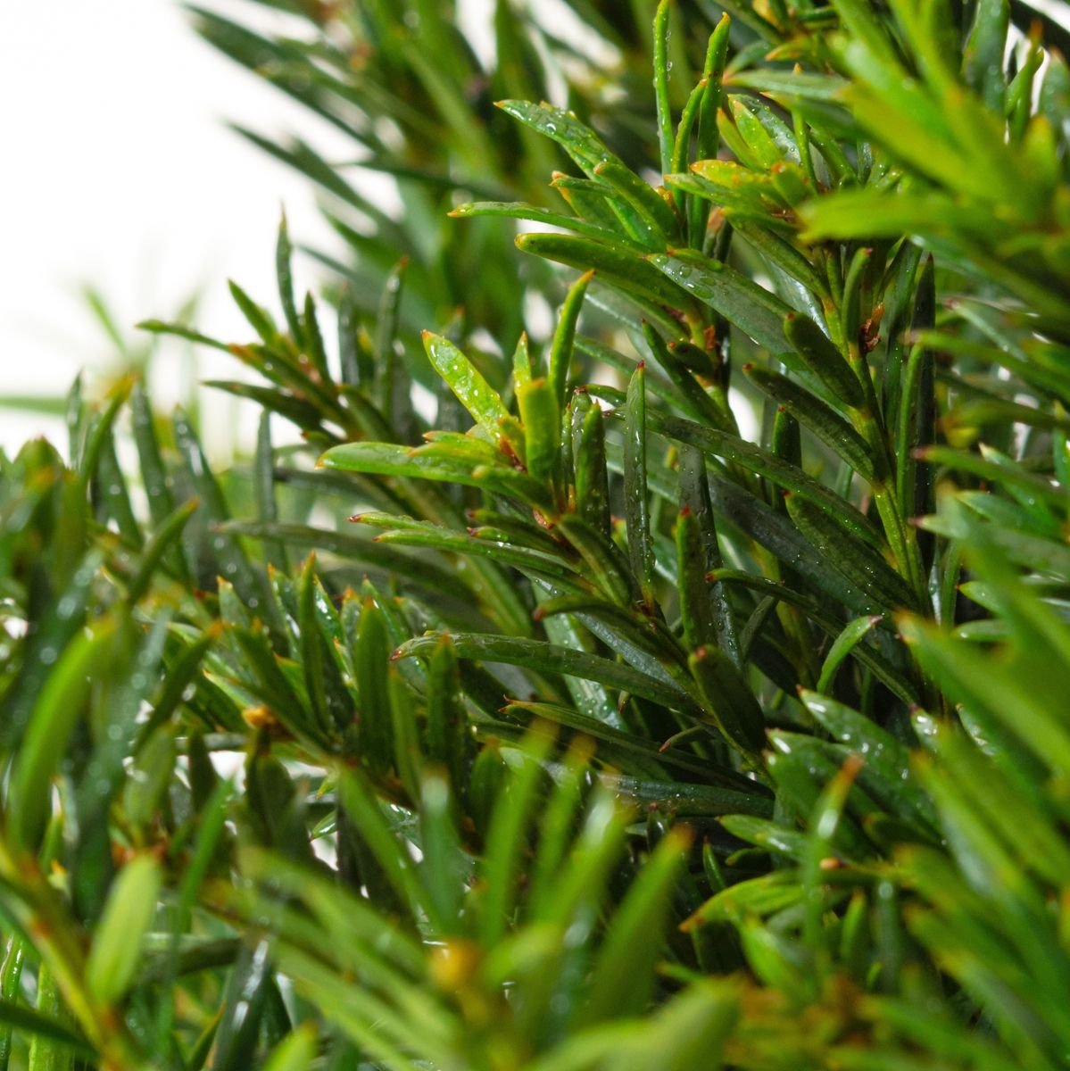 Eibe Groenland - Taxus baccata Groenland gnstig kaufen