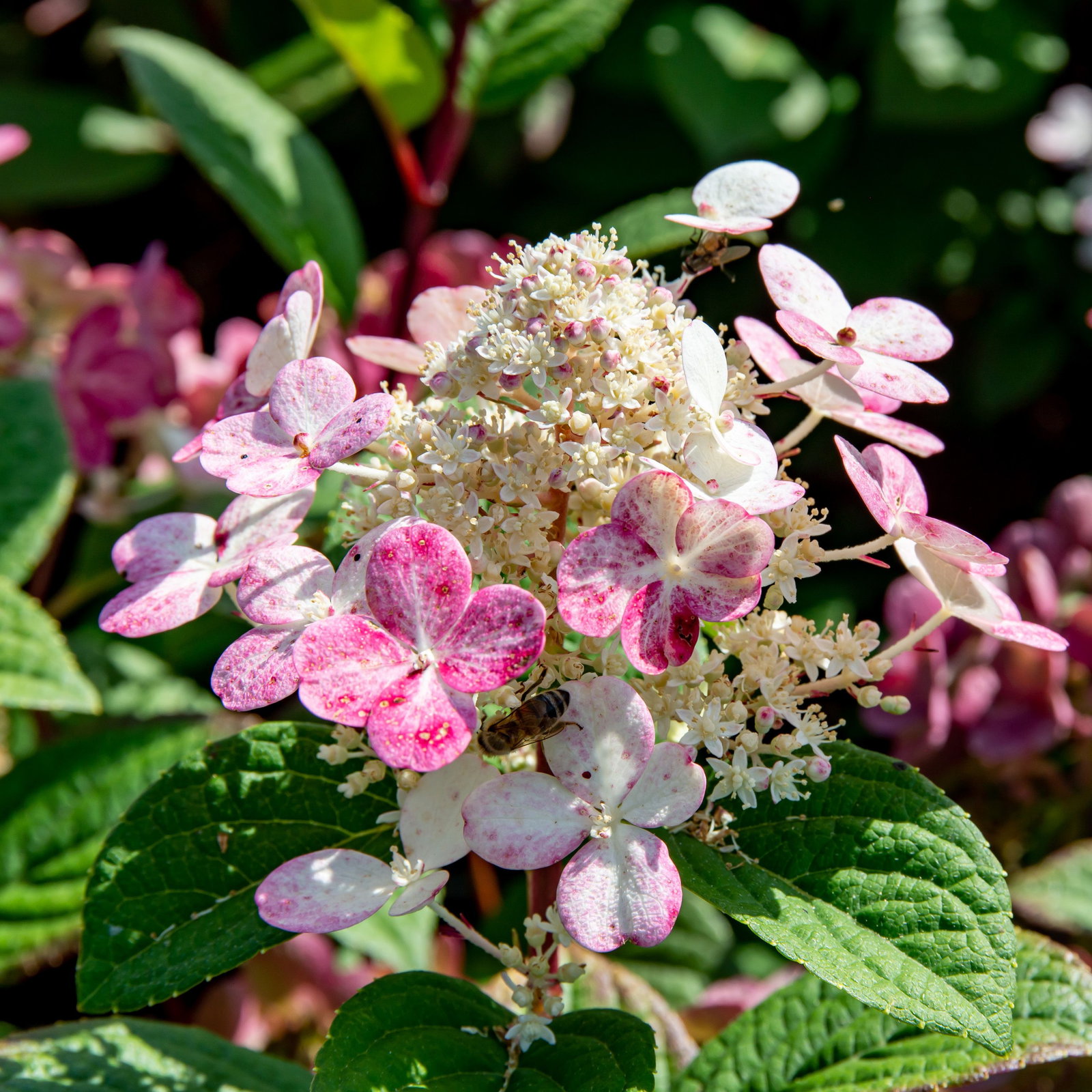 Rispenhortensie Little Quick Fire - Hydrangea paniculata Little Quick Fire  gnstig kaufen