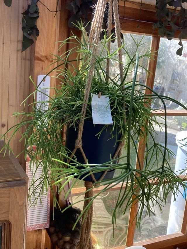 Korallenkaktus Coral Breeze - Rhipsalis baccifera Coral Breeze gnstig  kaufen