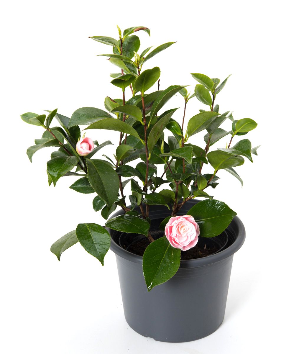 Kamelie Bonomiana Camellia japonica Bonomiana günstig kaufen