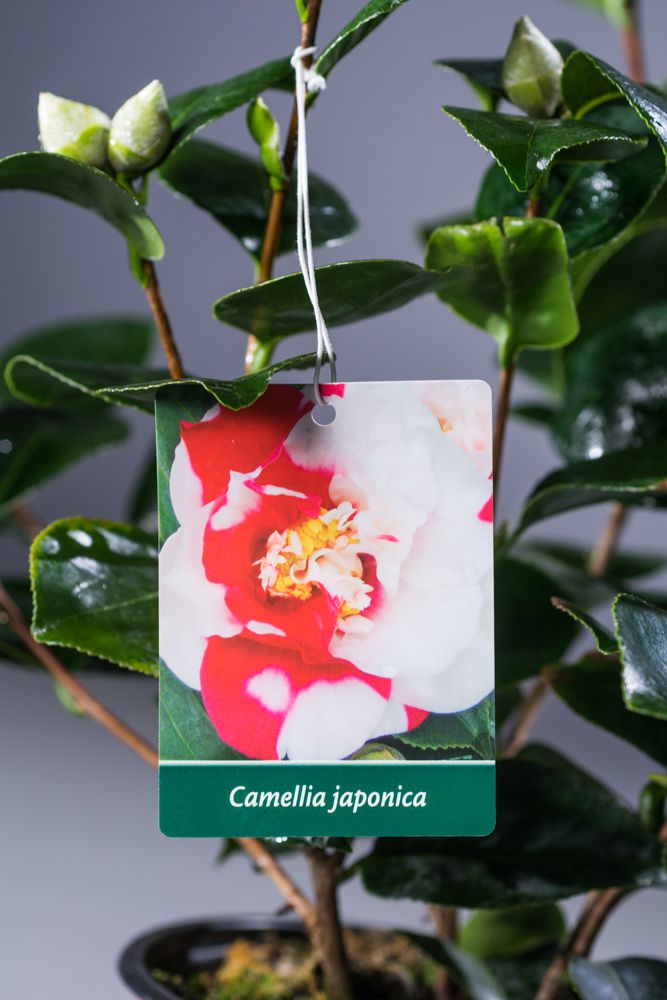 Kamelie Collettii Camellia japonica Collettii günstig kaufen