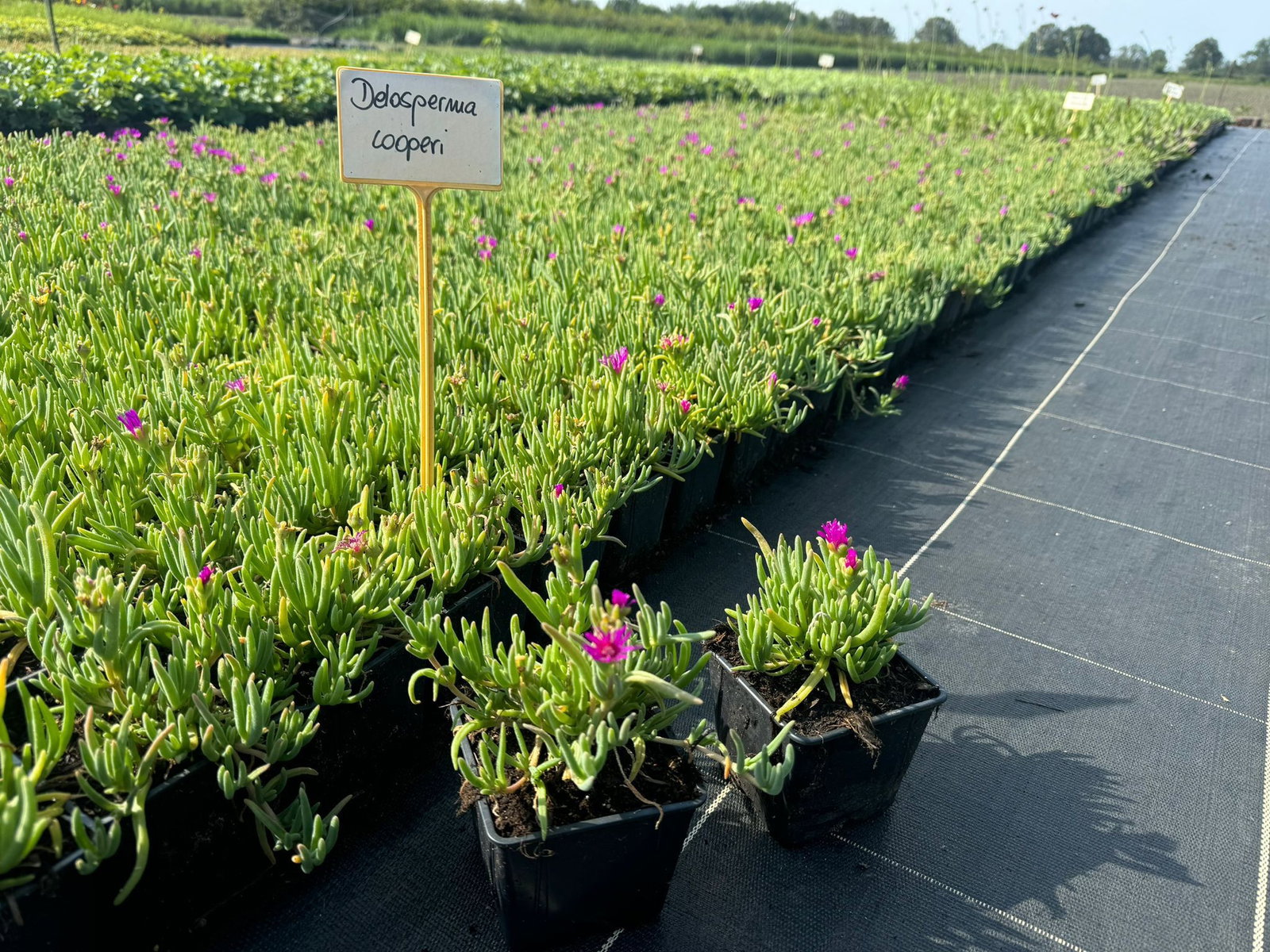 neuseelndische zimmerpflanze Neuseelndischer Flachs (Phormium tenax)