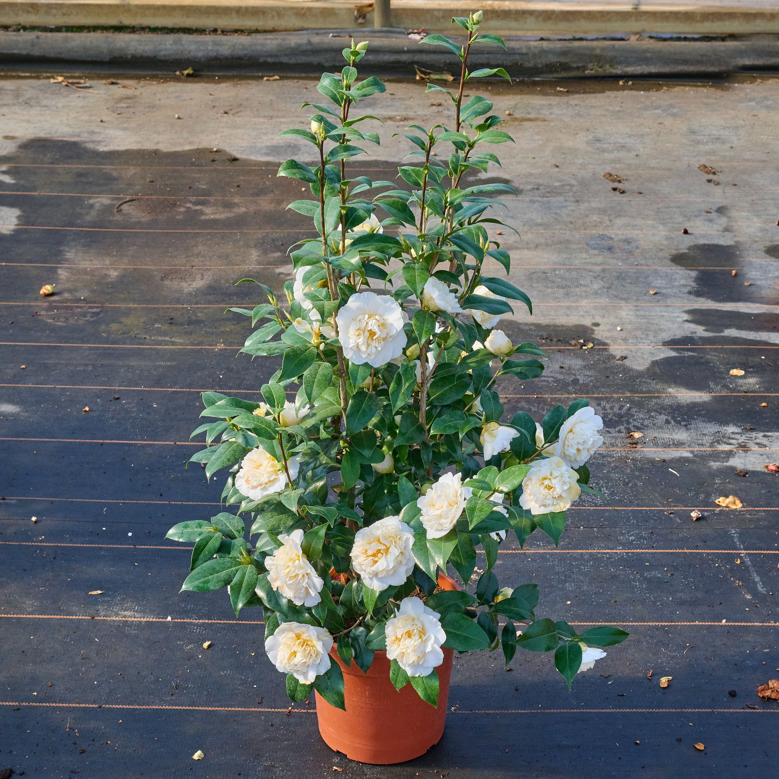 Kamelie Brushfield Yellow - Camellia japonica Brushfield Yellow gnstig  kaufen