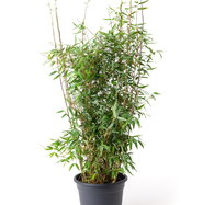 bambus für vase Bodenvase aus Bambus und Seegras für Pampasgras und Trockenblumen