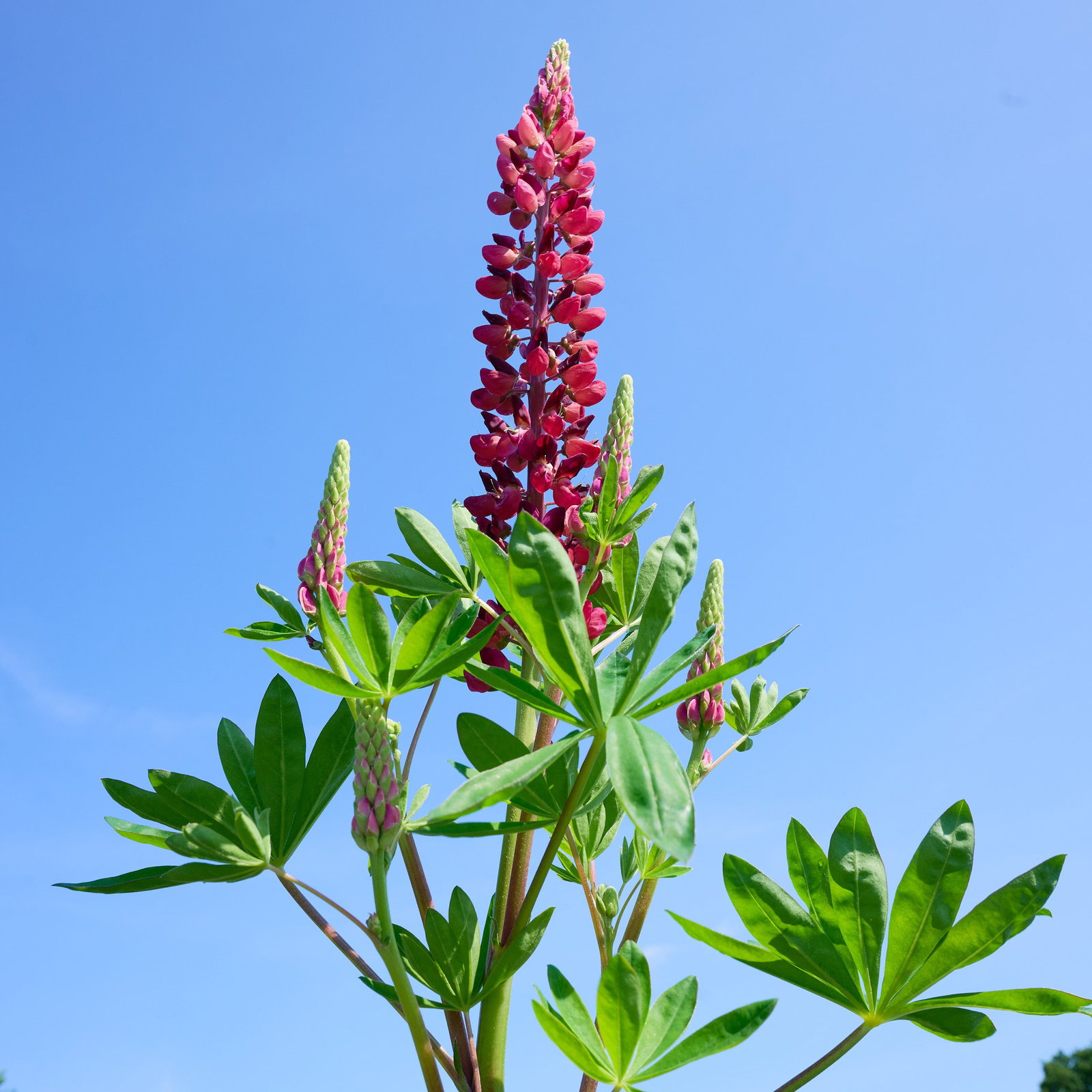 Lupine Camelot Red  - Lupinus polyphyllus Camelot Red  gnstig kaufen