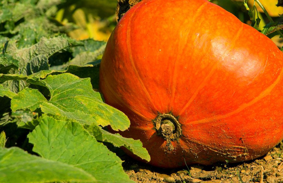 Kürbis Hokkaido - Cucurbita maxima Hokkaido günstig kaufen