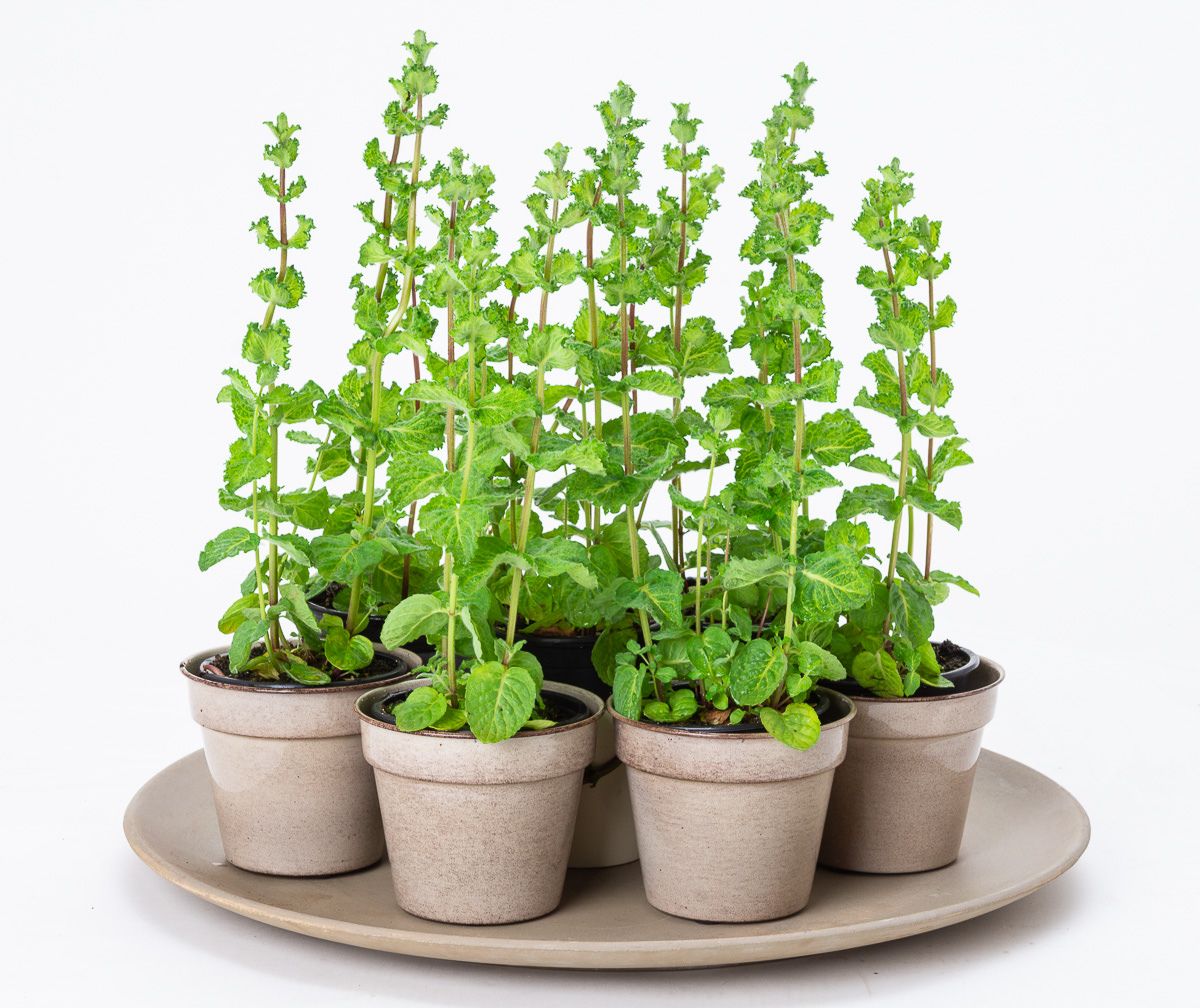 Mojito Minze Kaufen