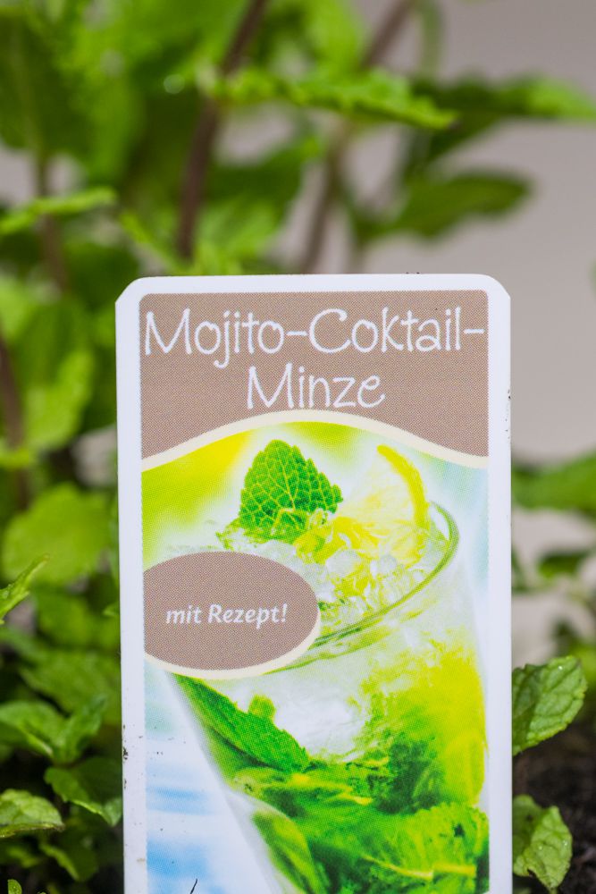 Mojito Minze Kaufen