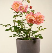 Rose Westerland  - Rosa Westerland  gnstig kaufen