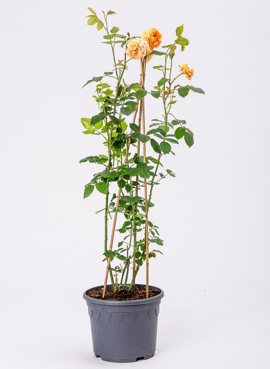 Rose Carolyn Knight ® Rosa Carolyn Knight ® günstig kaufen