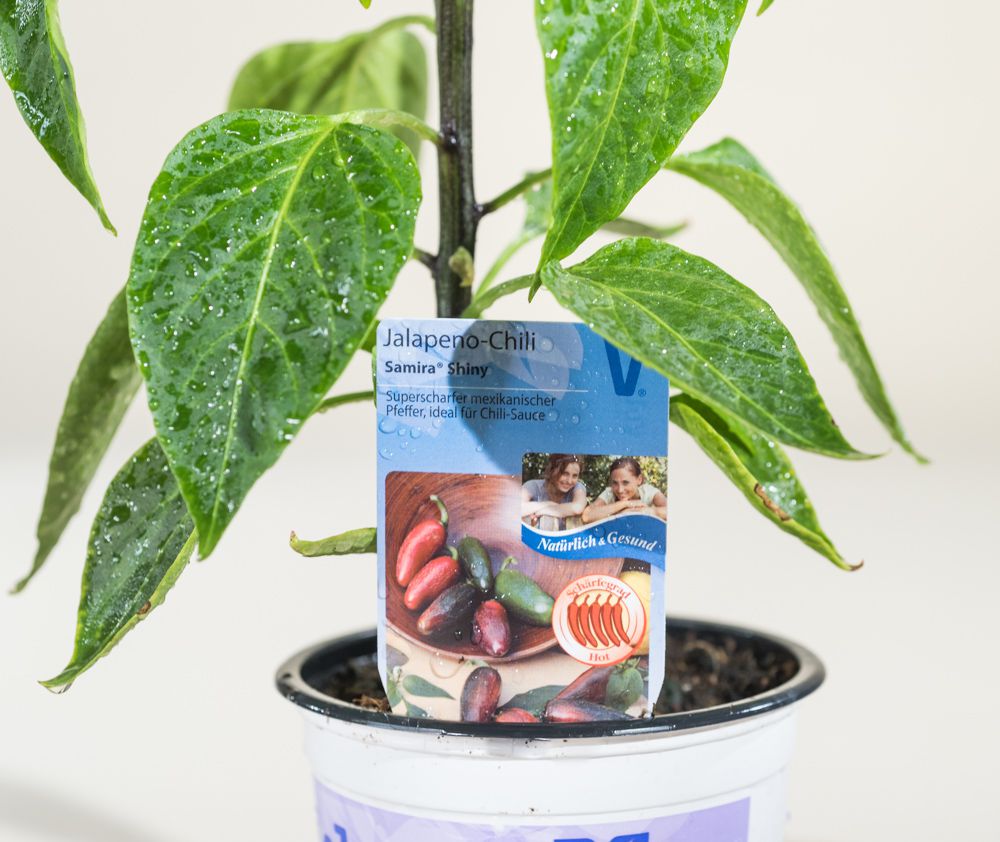 JalapenoChili Samira® Shiny Capsicum annuum Samira® Shiny günstig kaufen