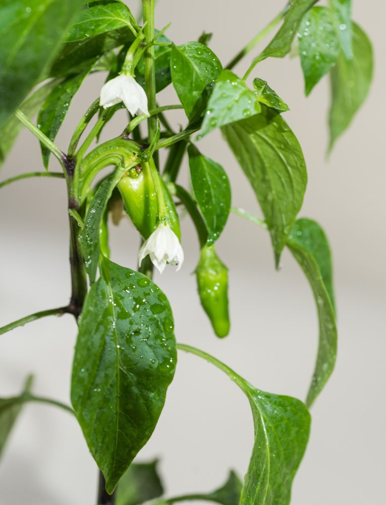JalapenoChili Samira® Shiny Capsicum annuum Samira® Shiny günstig kaufen