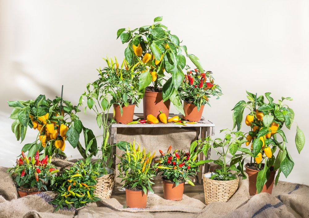 JalapenoChili Samira® Shiny Capsicum annuum Samira® Shiny günstig kaufen