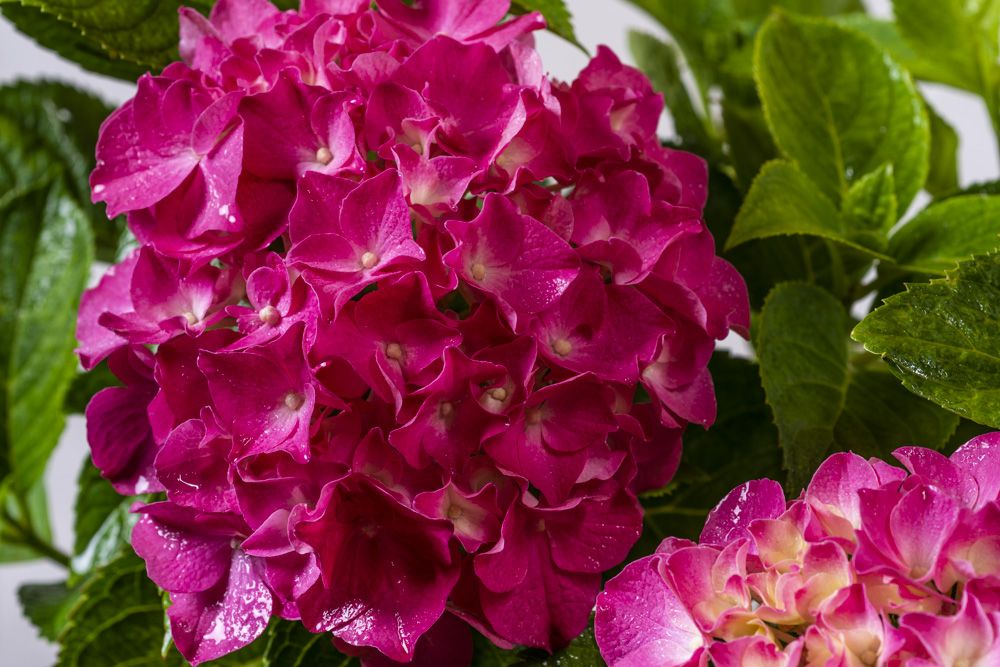 Bauernhortensie Pink Beauty - Hydrangea macrophylla Pink Beauty günstig kaufen