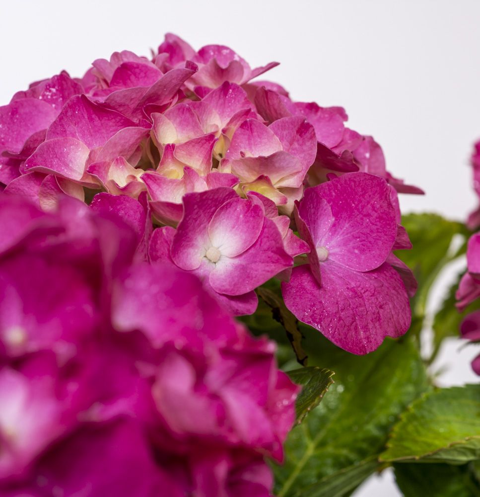 Bauernhortensie Pink Beauty - Hydrangea macrophylla Pink Beauty günstig kaufen