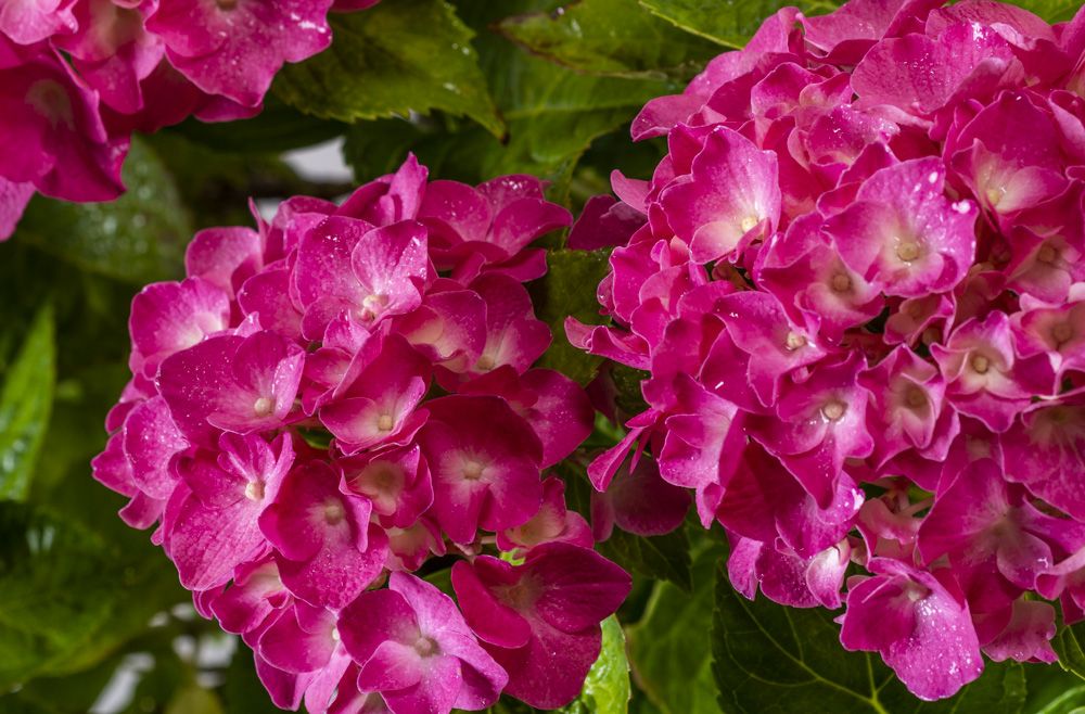 Bauernhortensie Pink Beauty - Hydrangea macrophylla Pink Beauty günstig kaufen
