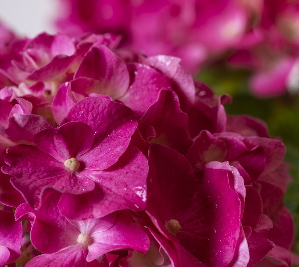 Bauernhortensie Pink Beauty - Hydrangea macrophylla Pink Beauty günstig kaufen