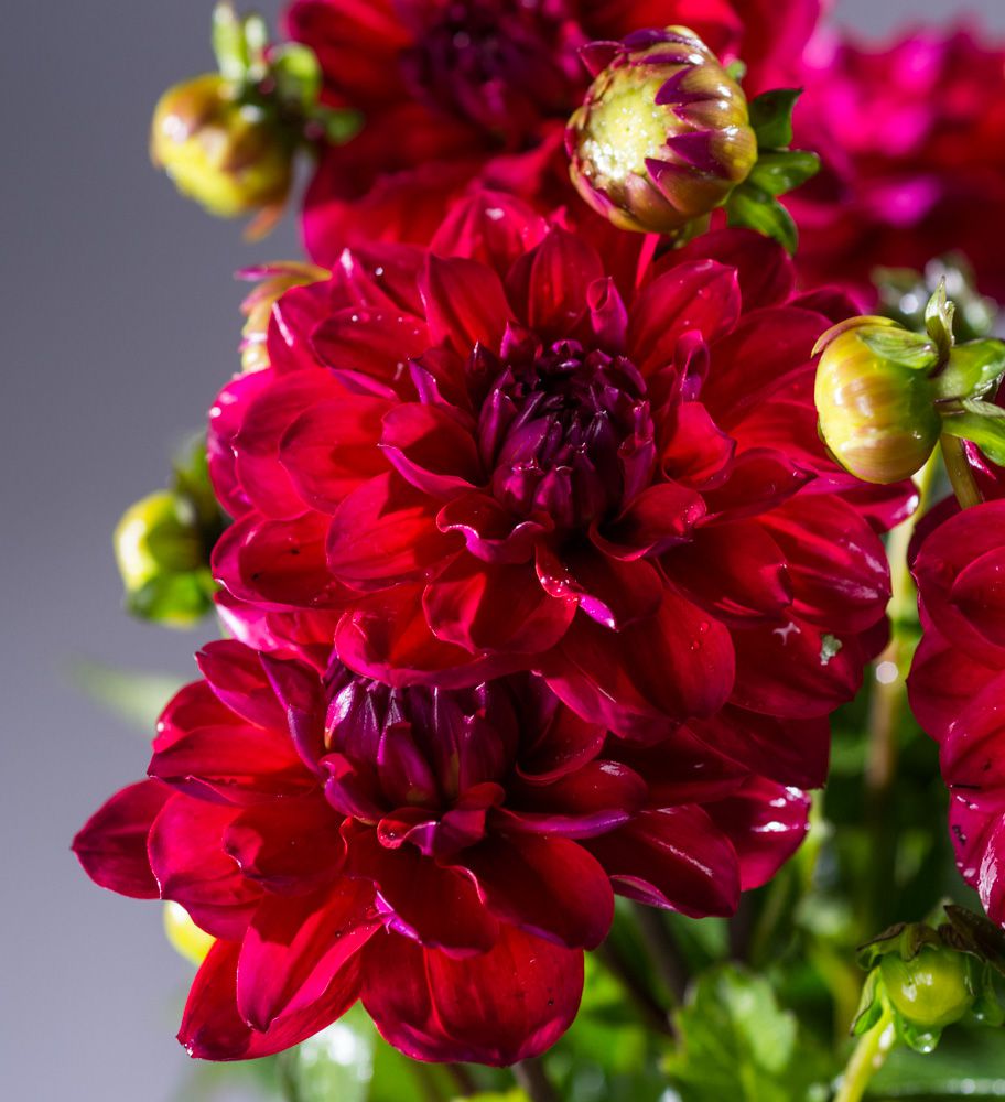 Dahlie Gardenetta Raspberry - Dahlia x hort. Gardenetta Raspberry ...