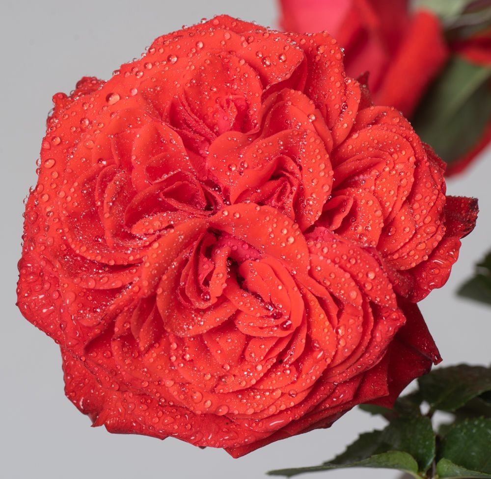 Floci Par Rose Salita Floci - Rosa Salita Floci günstig kaufen