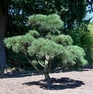 Waldkiefer Bonsai Formgehlz - Pinus sylvestris Bonsai gnstig kaufen
