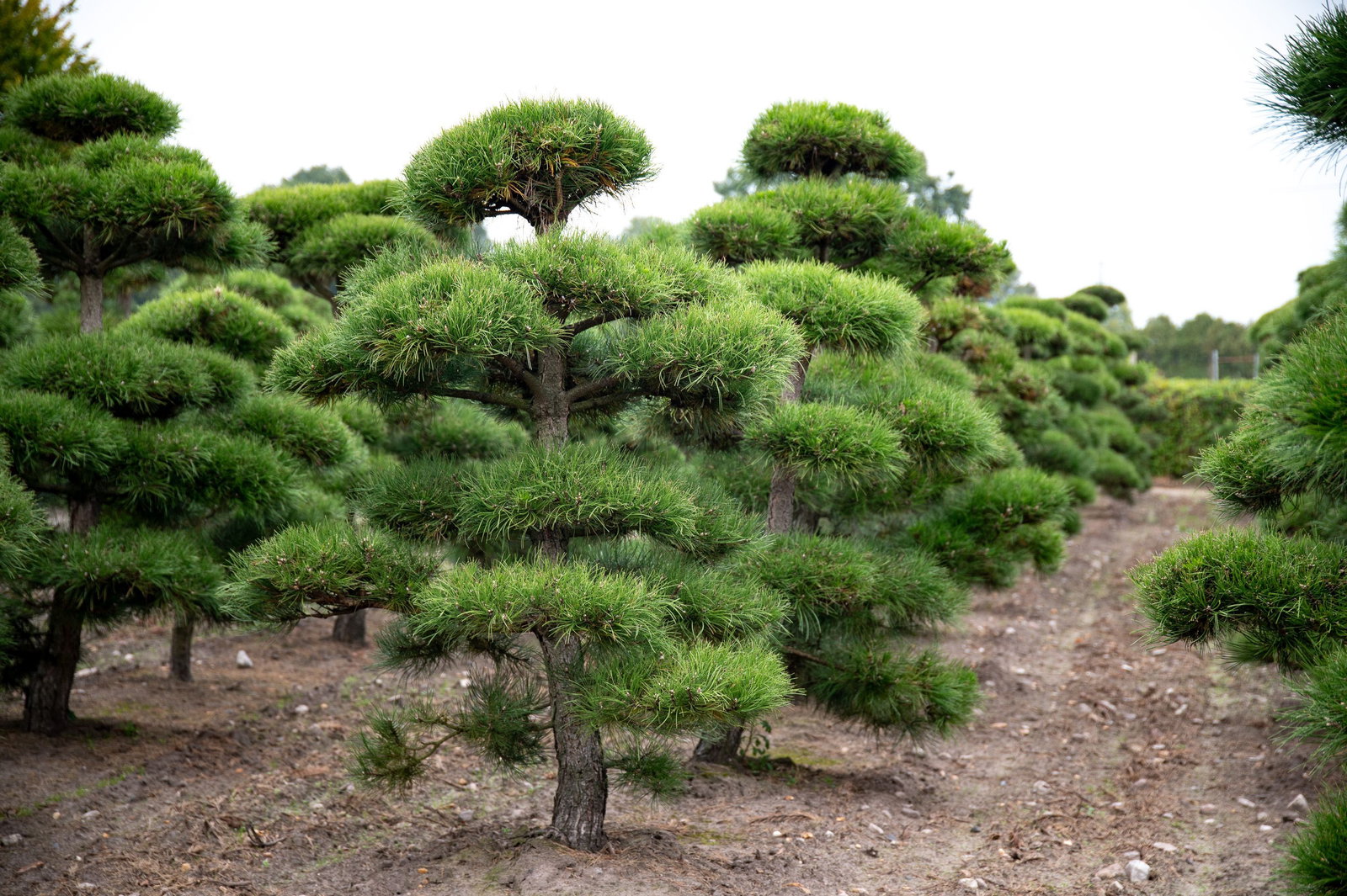 Schwarzkiefer - Big Bonsai - Pinus nigra gnstig kaufen