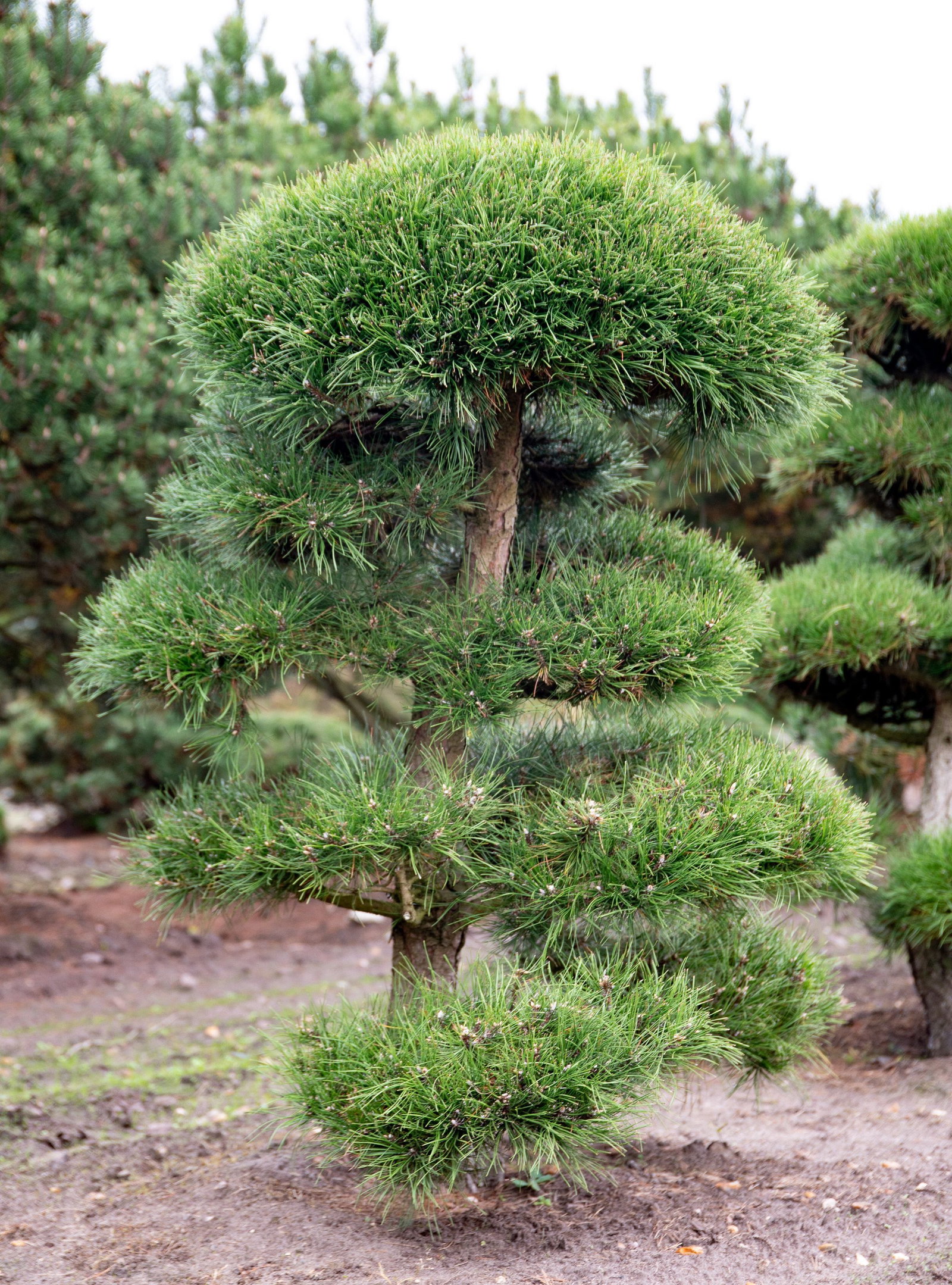 efeutute variegata Luftreinigende Efeutute 'Marble Queen'