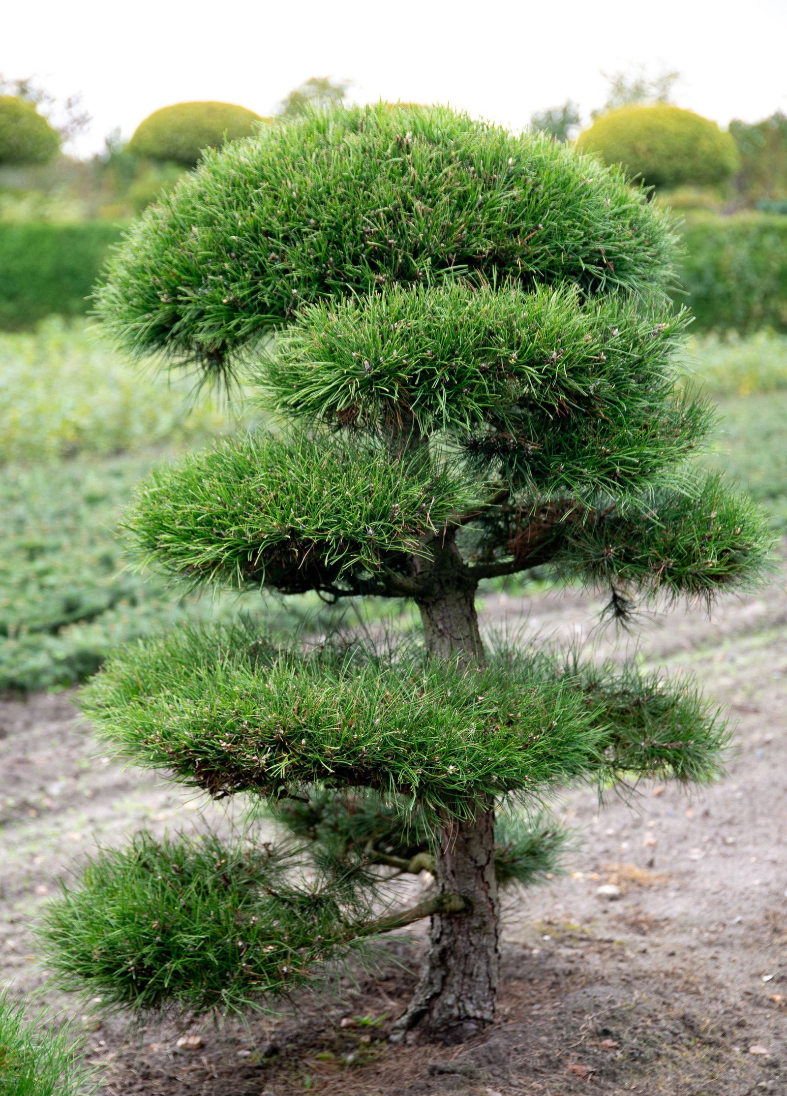 Schwarzkiefer - Big Bonsai - Pinus nigra gnstig kaufen